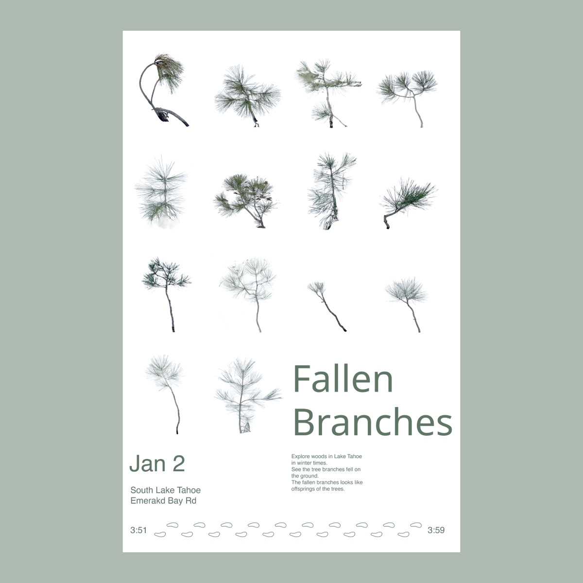 Fallen Branches