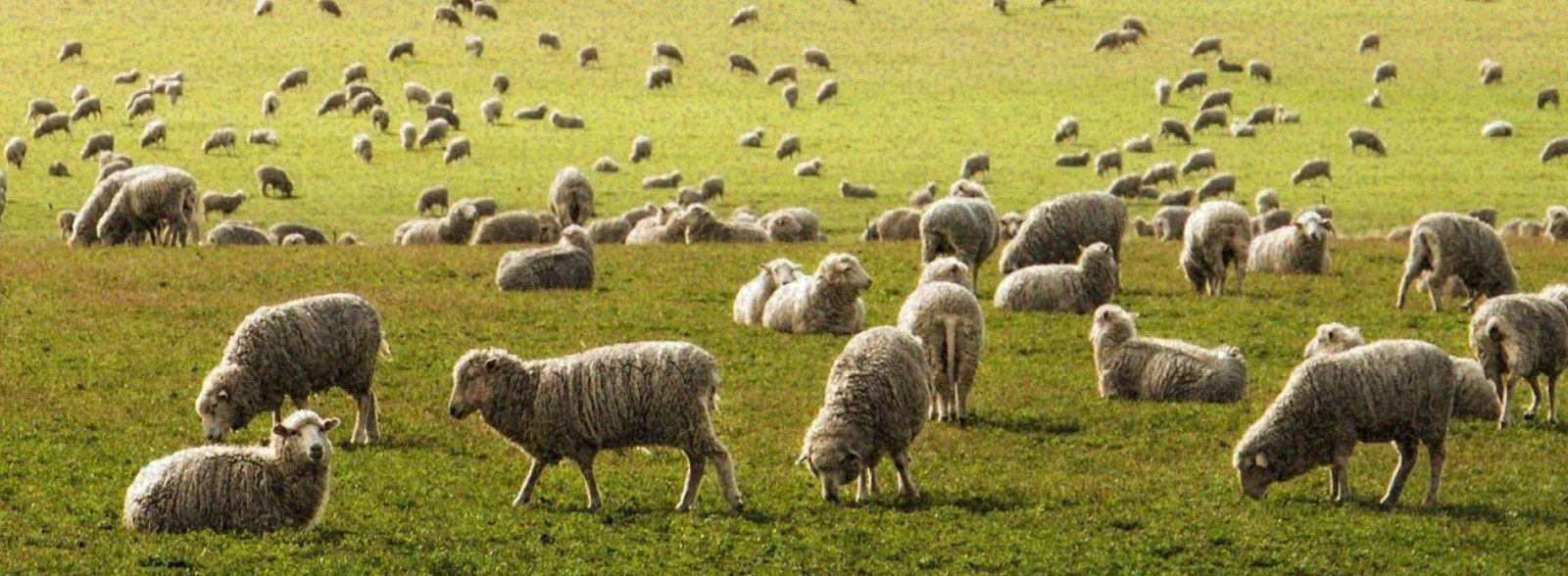 A flock of sheep grazing in a field at golden hour