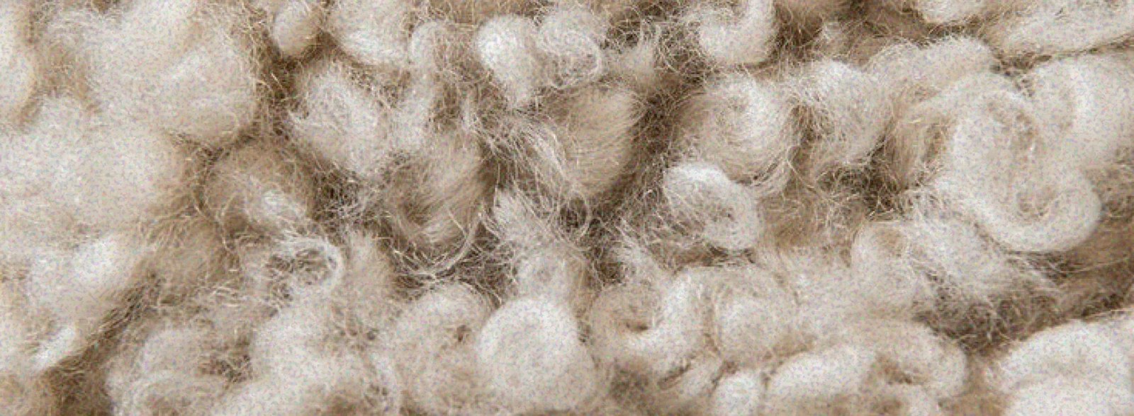 Close-up of curled wool