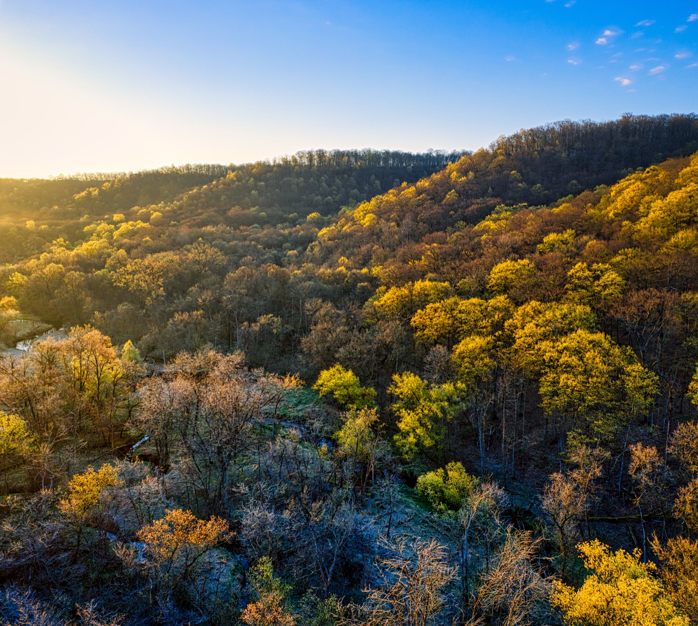 Golden-hour autumn forest at the site